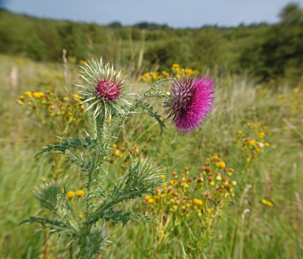 Knikkende distel