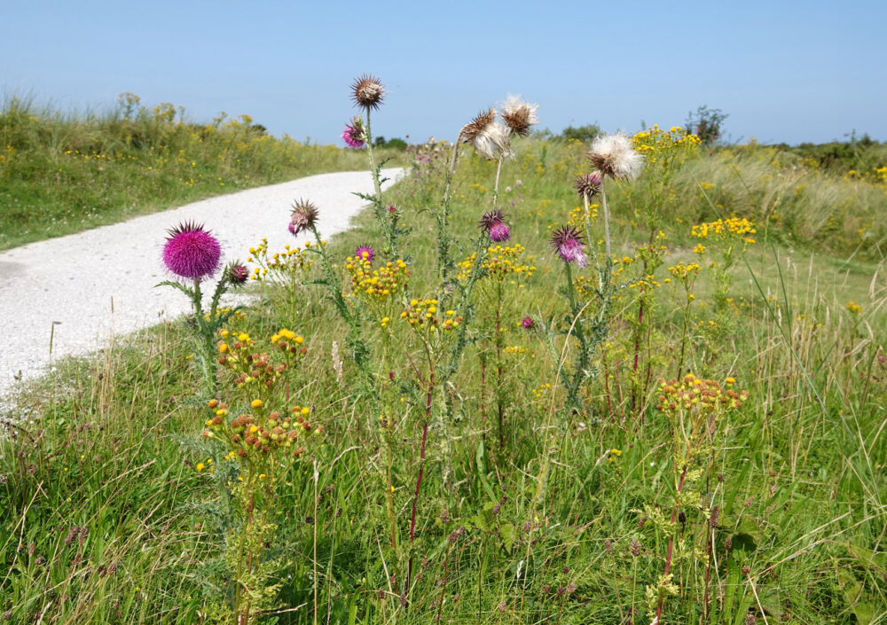 Knikkende distel