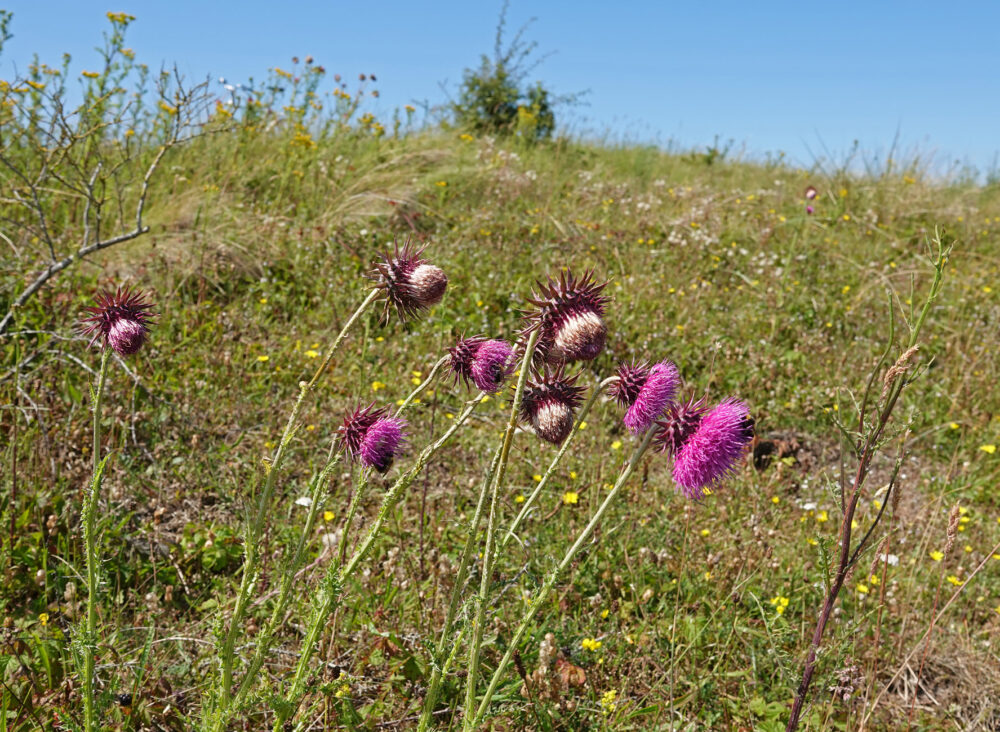 Knikkende distel