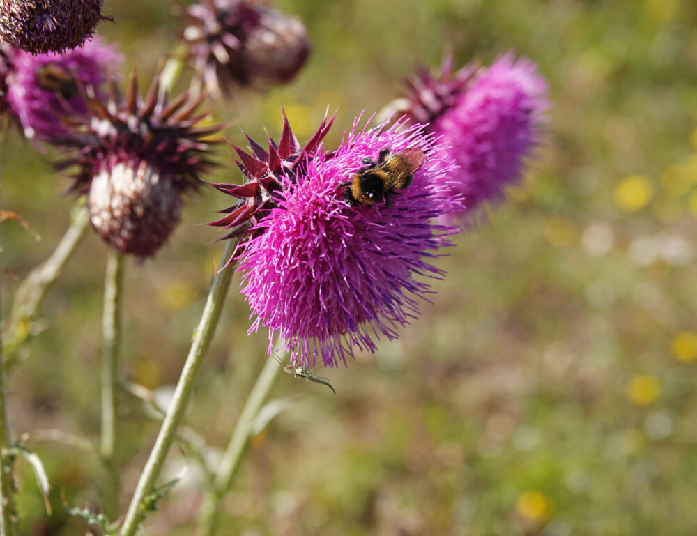 Knikkende distel