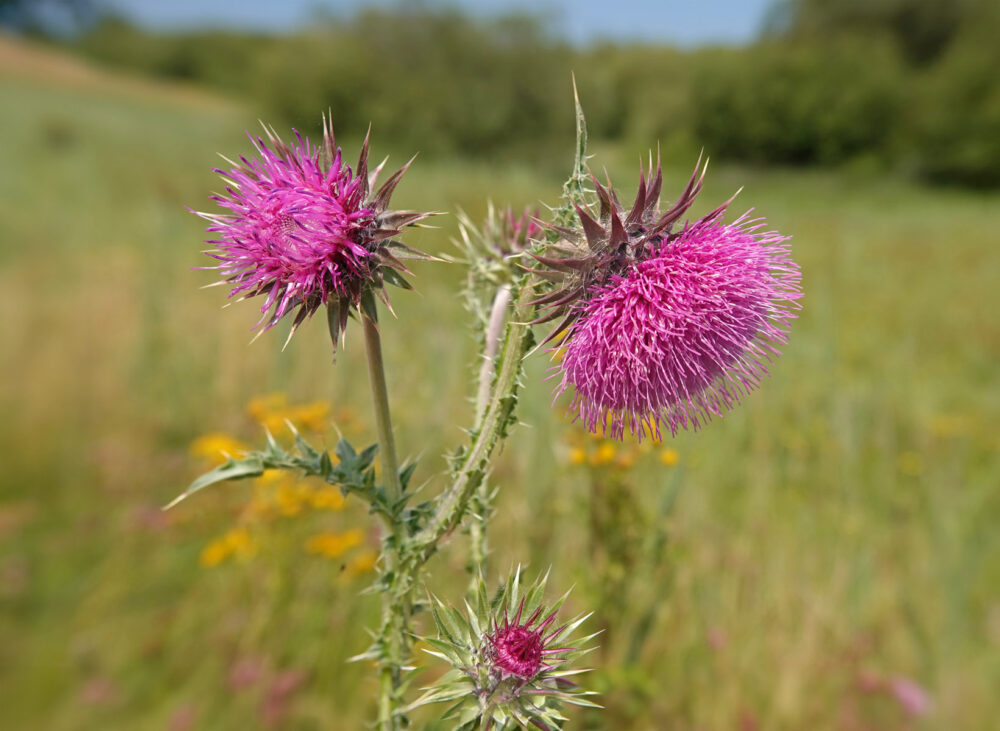 Knikkende distel
