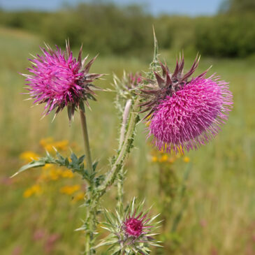 Knikkende distel