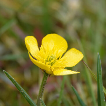 Knolboterbloem