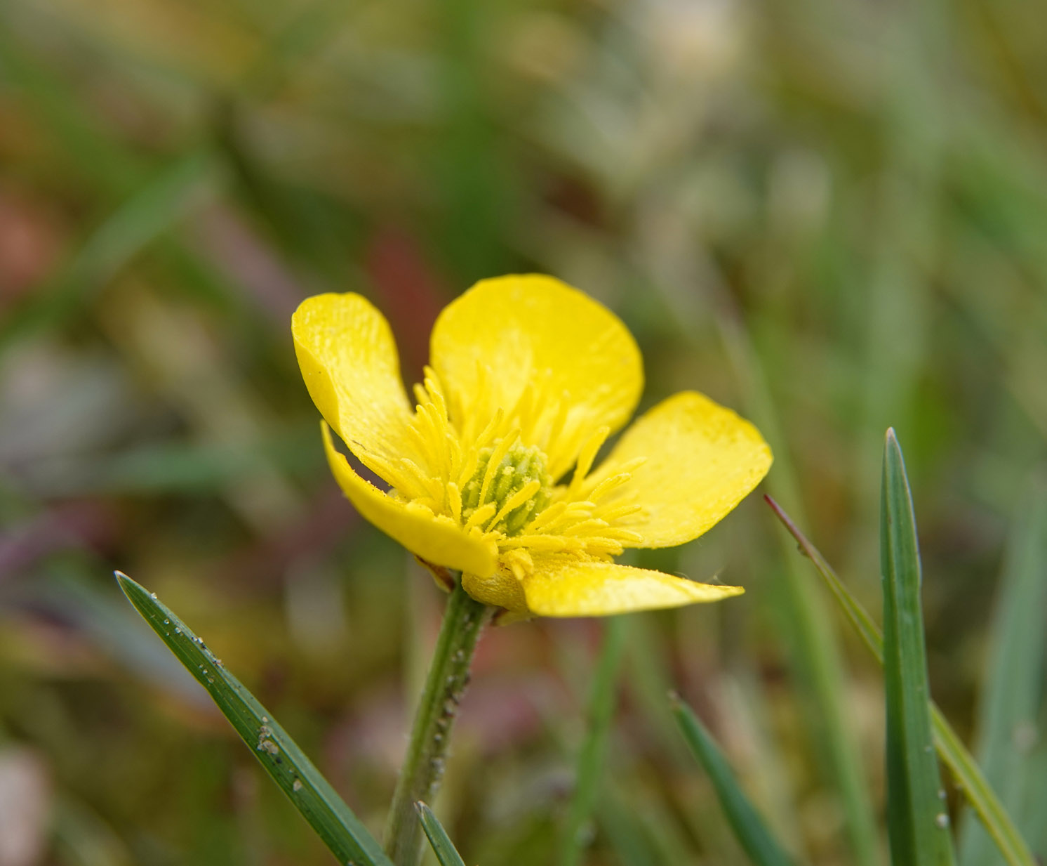 Knolboterbloem