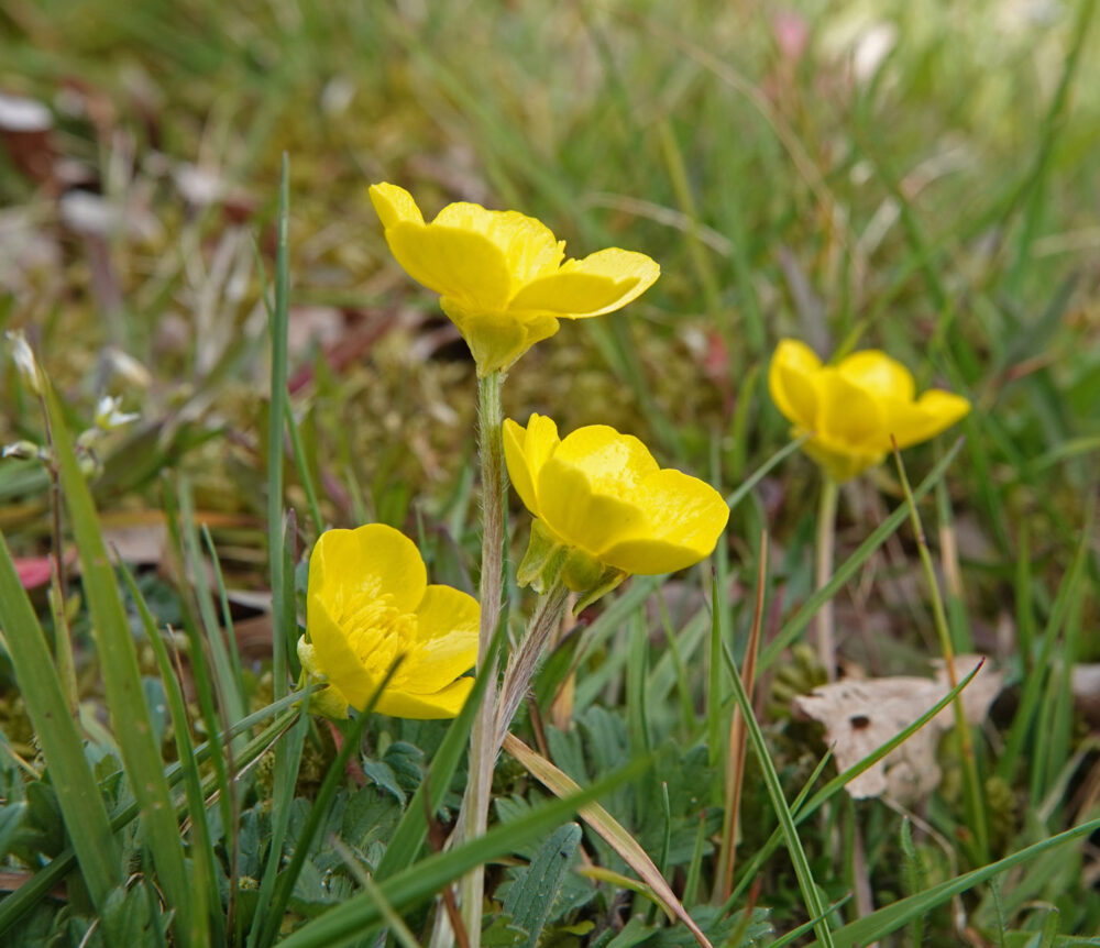 Knolboterbloem