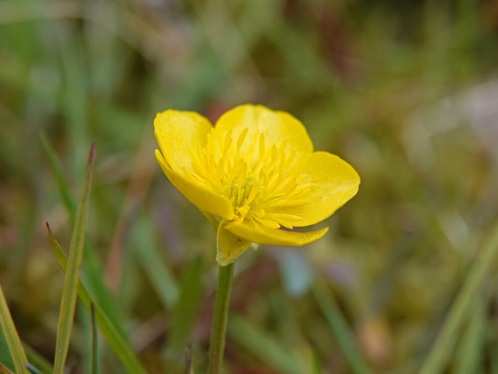 Knolboterbloem