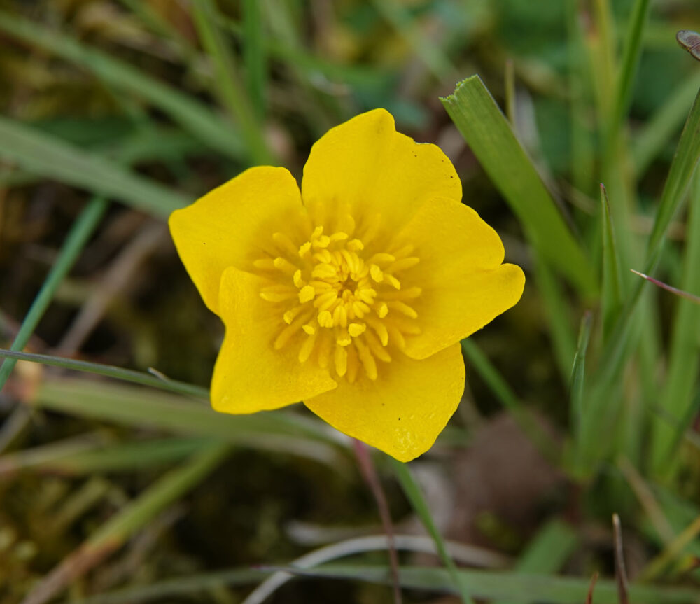 Knolboterbloem