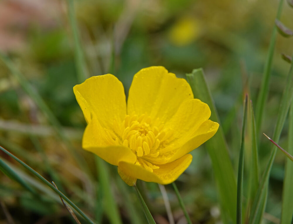 Knolboterbloem