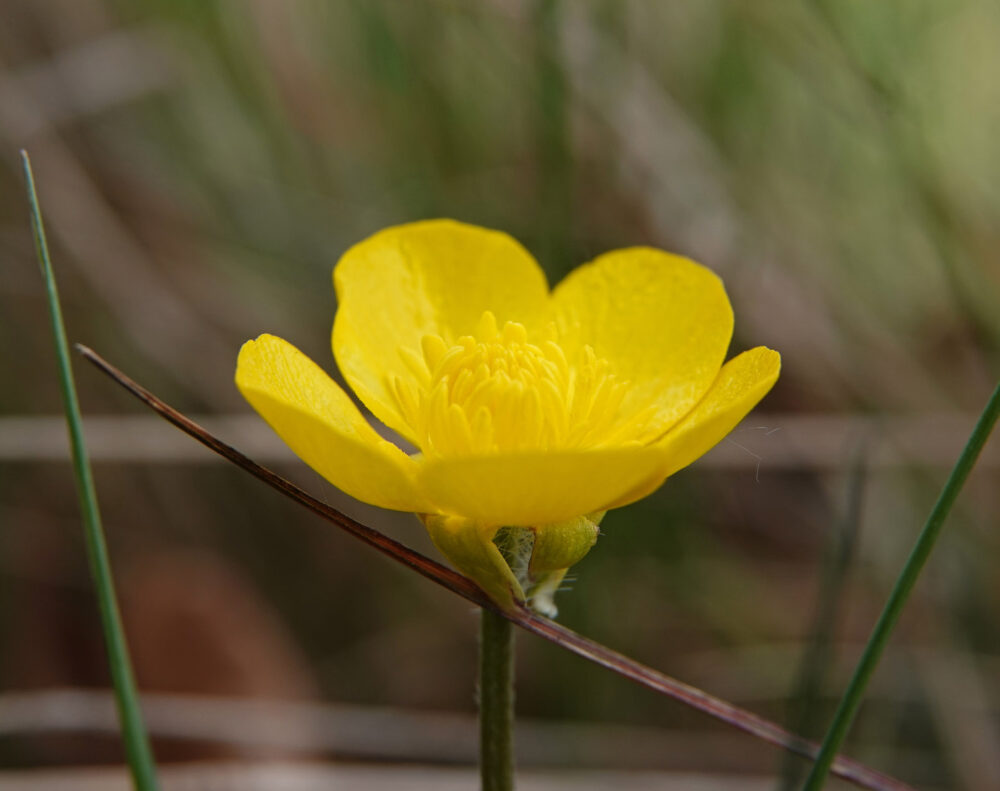 Knolboterbloem