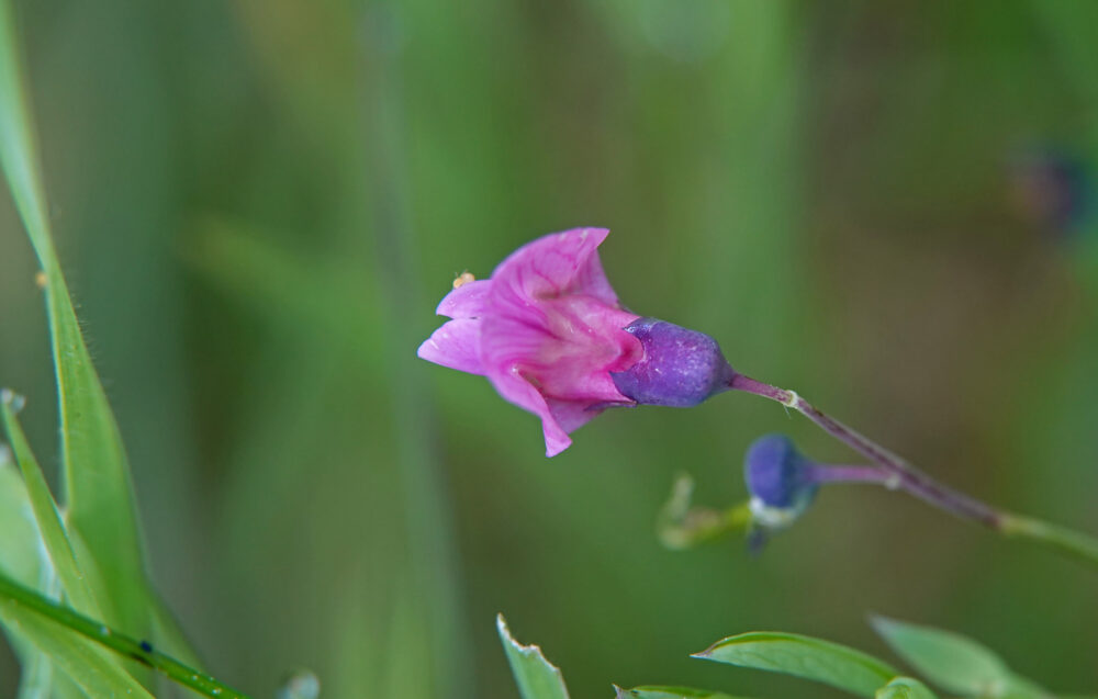 Knollathyrus