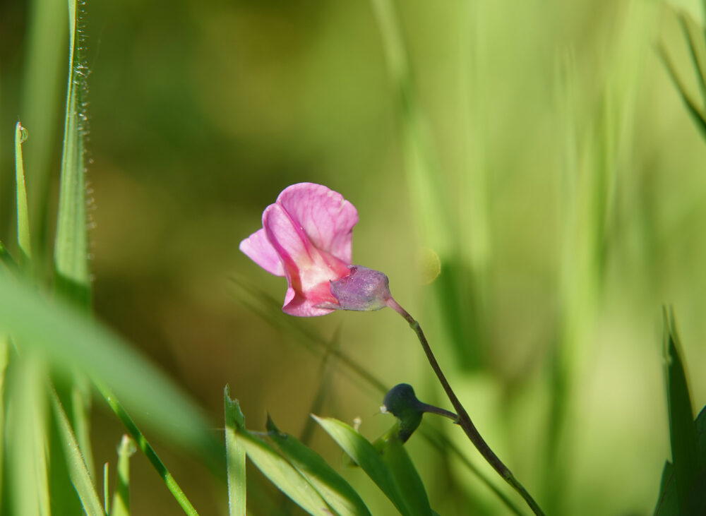 Knollathyrus