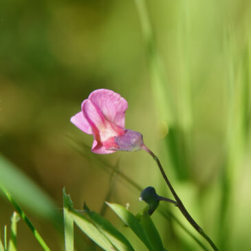 Knollathyrus