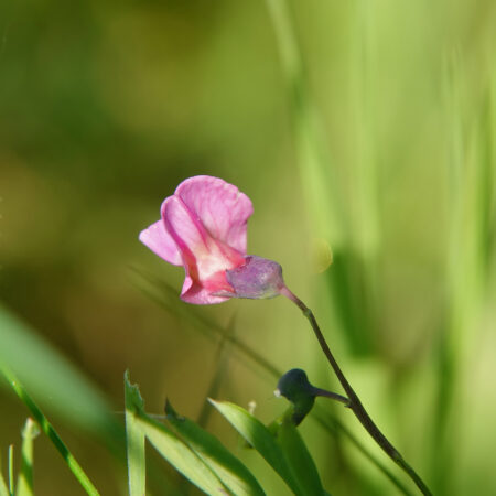 Knollathyrus