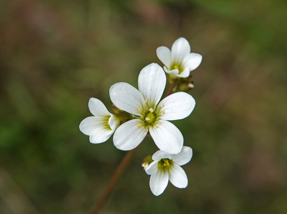 Knolsteenbreek