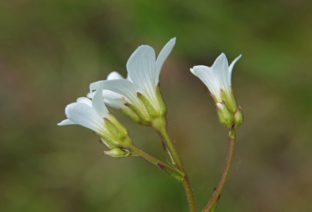 Knolsteenbreek