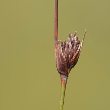 Knopbies