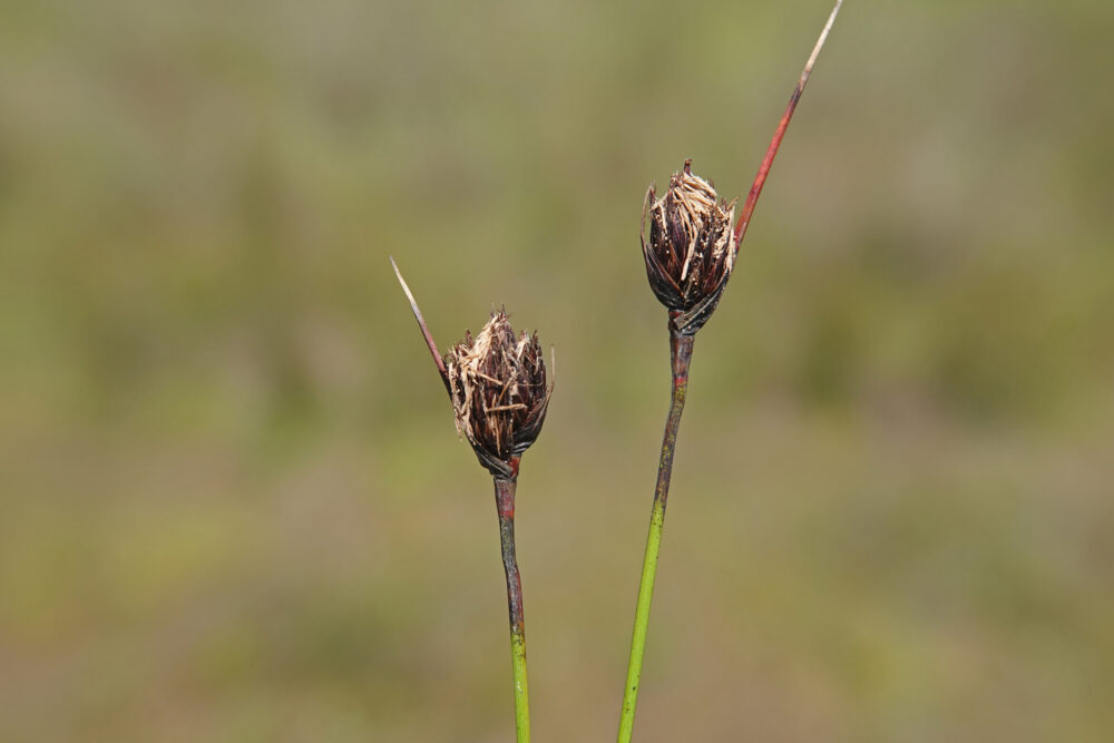 Knopbies