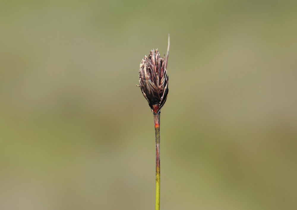 Knopbies