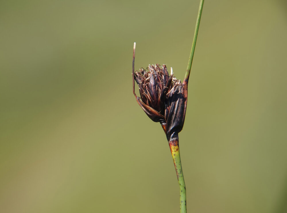 Knopbies