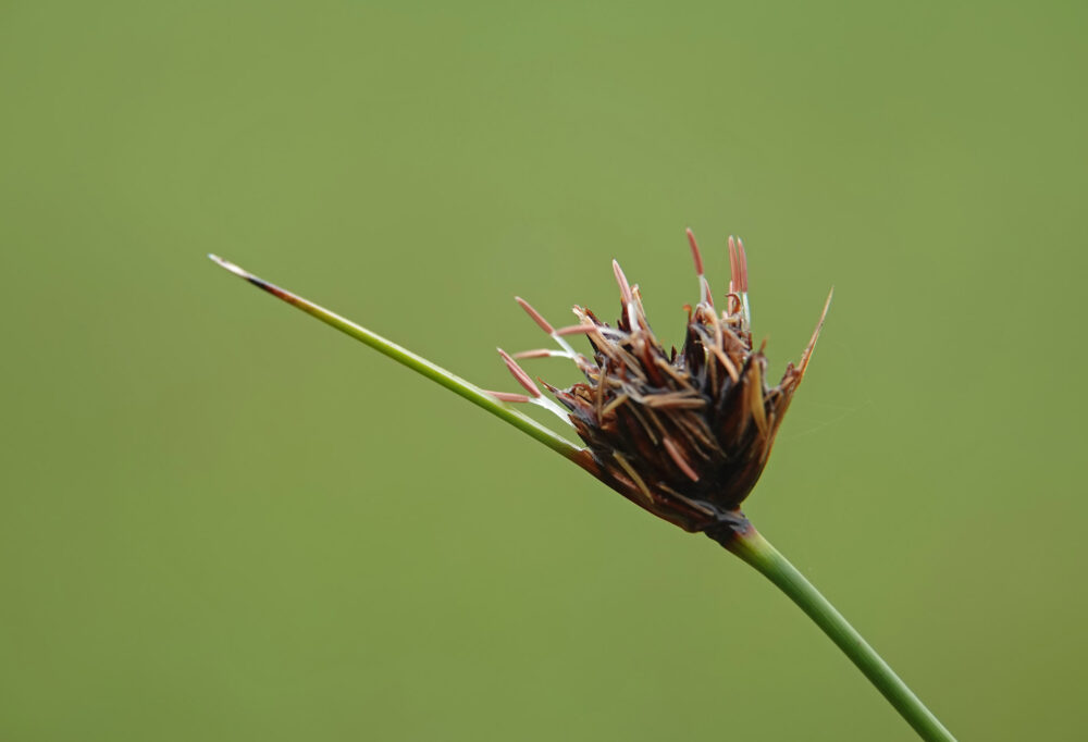 Knopbies