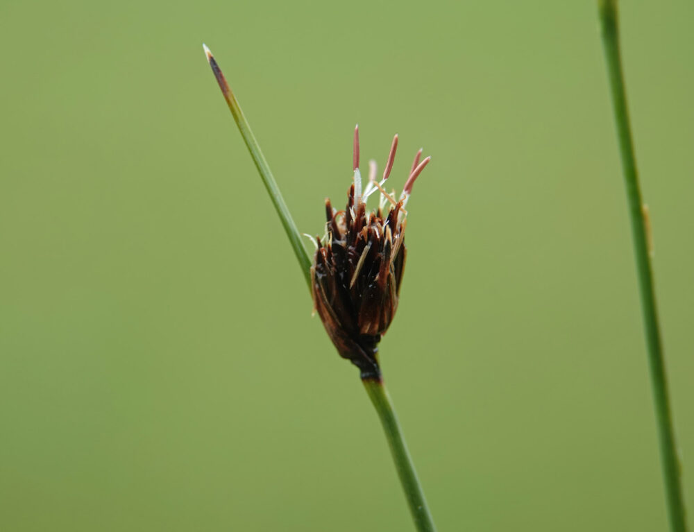 Knopbies