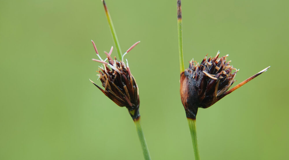 Knopbies