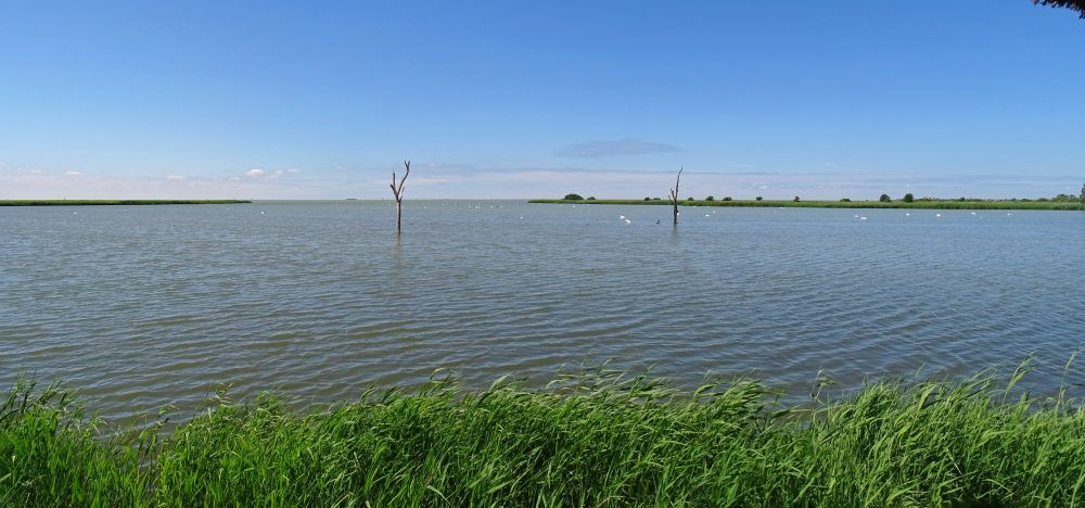 Koaiwaard
