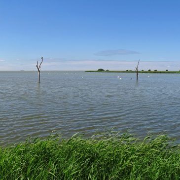 Koaiwaard (Makkumerwaarden)