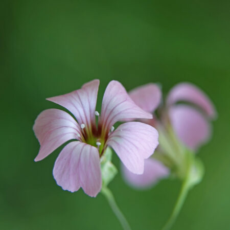 Koekruid