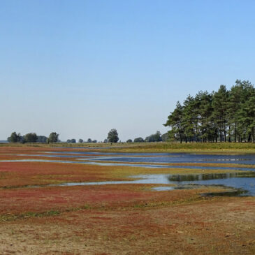 Koelevaartsveen (Dwingelderveld)