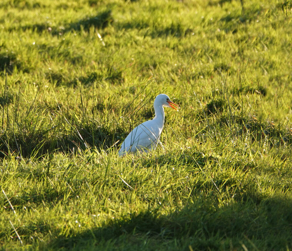 Koereiger (Onlanden)