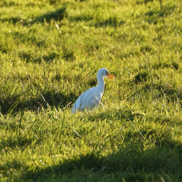 Koereiger