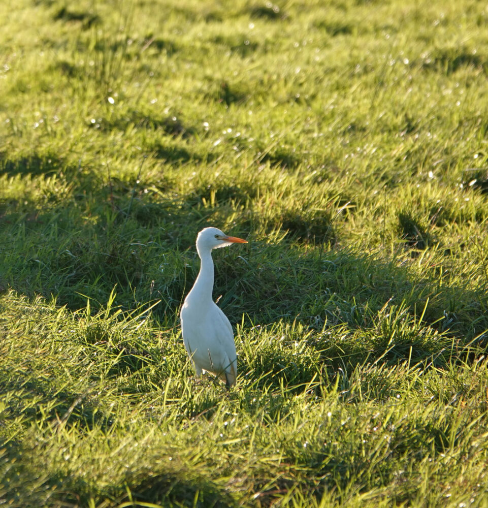 Koereiger (Onlanden)