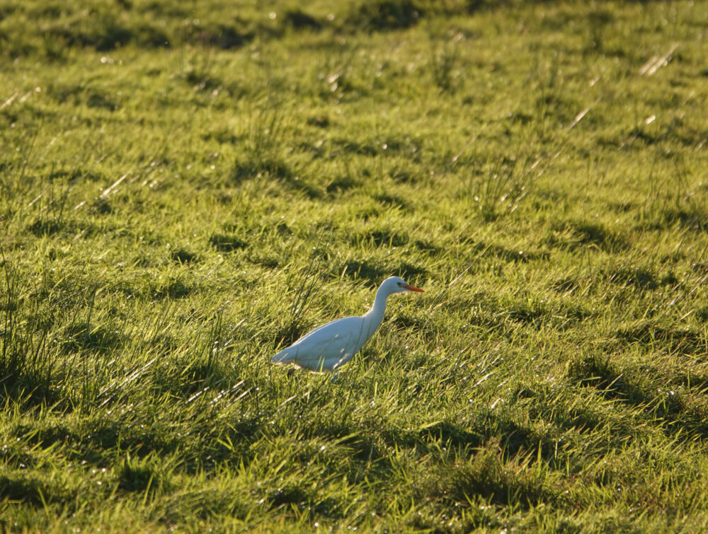 Koereiger (Onlanden)