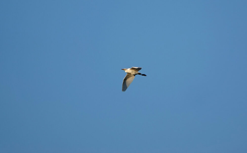 Koereiger in vlucht (Onlanden)