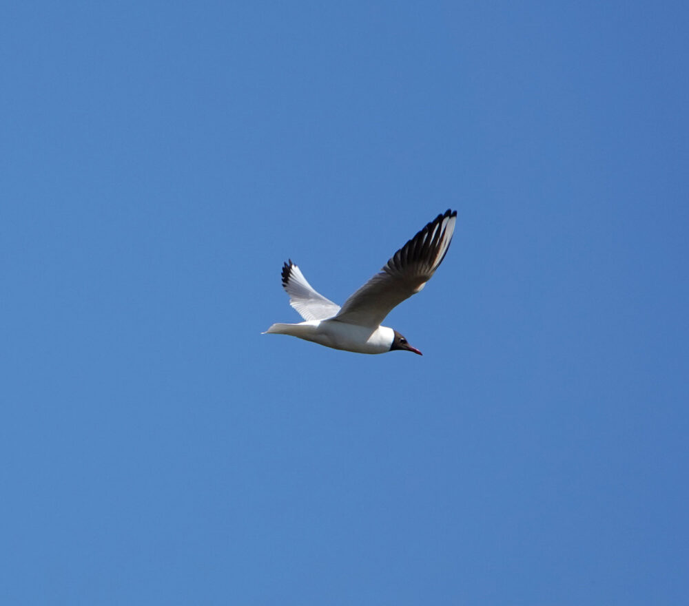 Kokmeeuw boven Peizerweering (Onlanden)