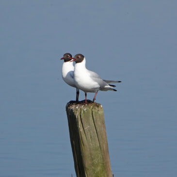Kokmeeuwen