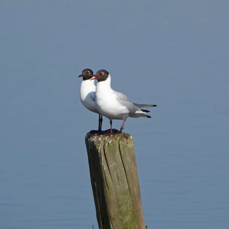 Kokmeeuwen