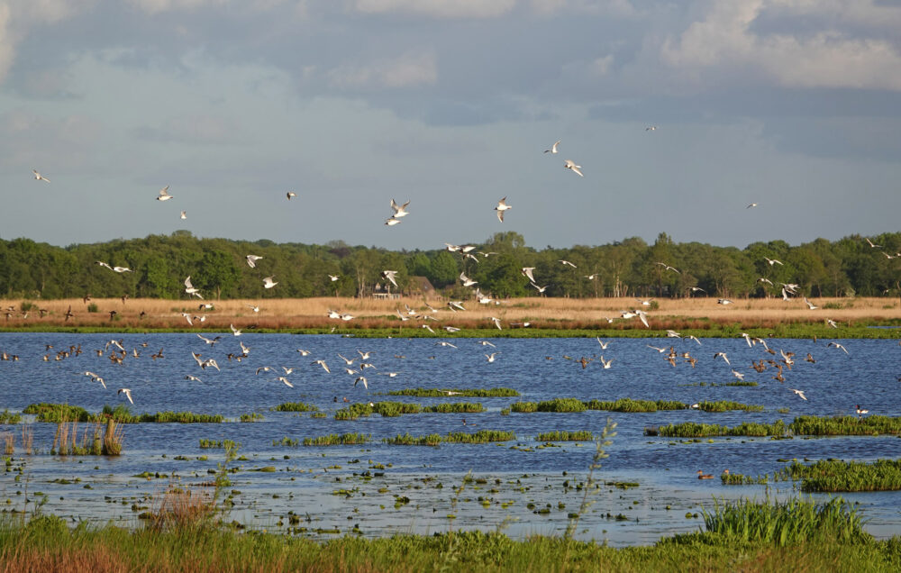 Kokmeeuwenkolonie boven Eelderdiep (Onlanden)