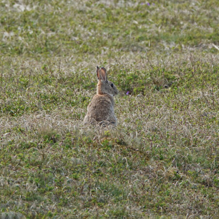 Konijn in duinen