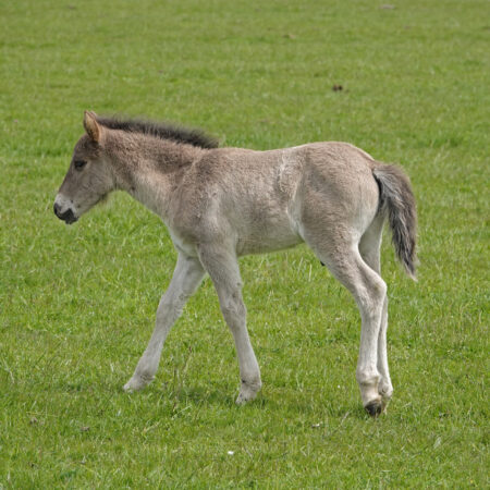 Konikpaard