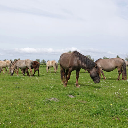 Konikpaarden