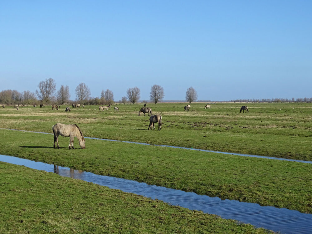 Konikpaarden Pompsterplaat (in Kollumerwaard)