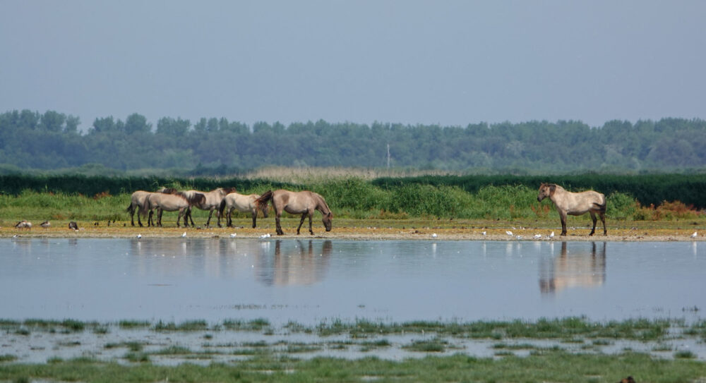Konikpaarden in Ezumakeeg