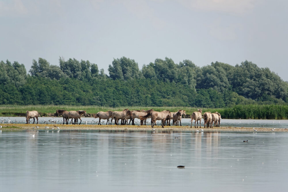 Konikpaarden in Ezumakeeg