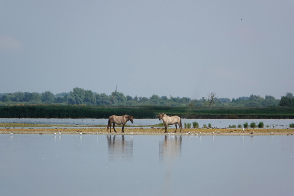 Konikpaarden in Ezumakeeg