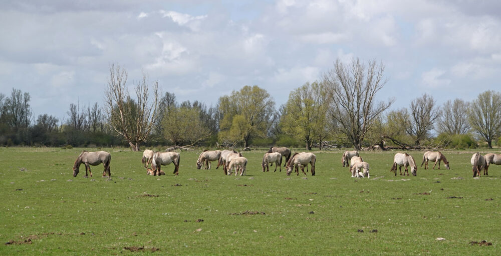 Konikpaarden in Kollumerwaard