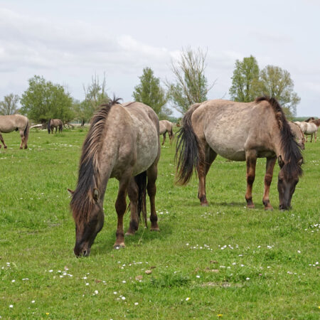 Konikpaarden