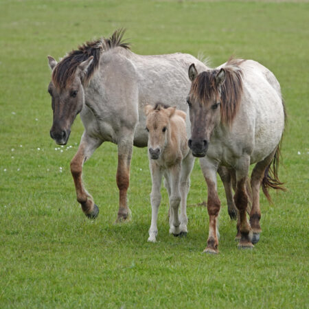 Konikpaarden