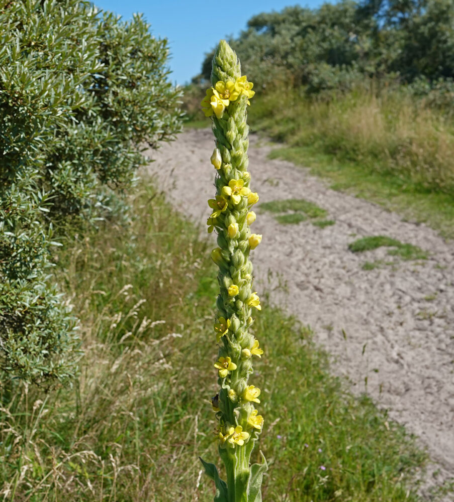 Koningskaars